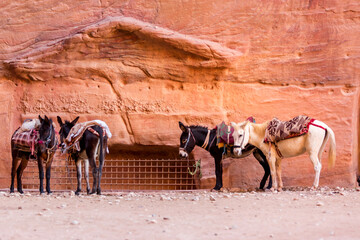 Sad donkeys with saddle standing in Petra ancient cave city, Jordan