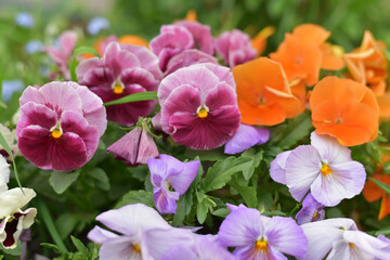 Multicolored pansies close-up. Macro. Menstruation