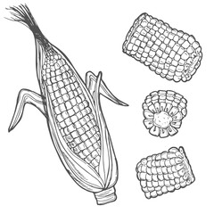 Hand drawn corn icon. Vector badge vegetable in the old ink style for brochures, banner, restaurant menu and market
