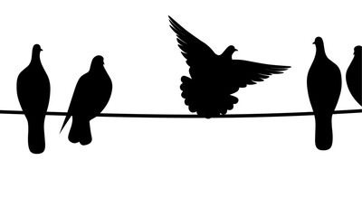 Black silhouette of a dove perched on a wire on a white background. A group of black bird shadows.