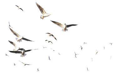 Fototapeta png flock of seagulls birds flying in sky  on clear background  obraz