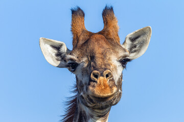 Wildlife Giraffe Head Portrait Closeup Face To Face Telephoto Lens Detail Blue Sky Wilderness Park Reserve.