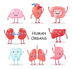 Human organs collection . Cartoon character design . Brain Heart Intestine Kidney Liver Tooth Lung Stomach . Vector