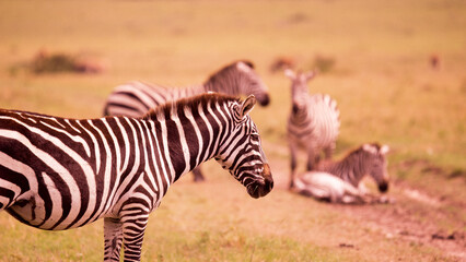 Masai Mara - obrazy, fototapety, plakaty