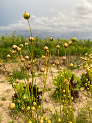 Obraz premium Flachs auf dem Feld