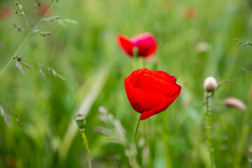 red poppy flower in a field
