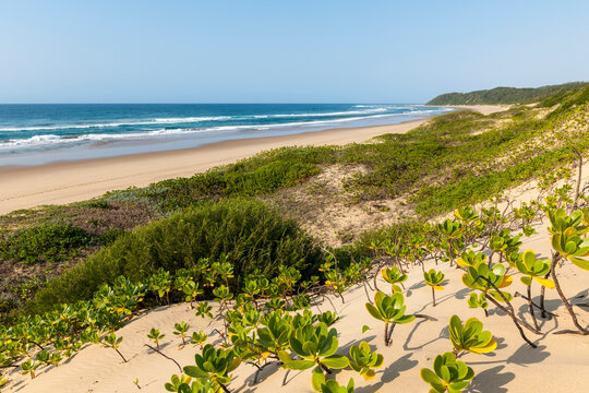 Beach scene showing dune vegetation at Thonga Beach Lodge. Mabibi. Maputaland. KwaZulu Natal. South Africa