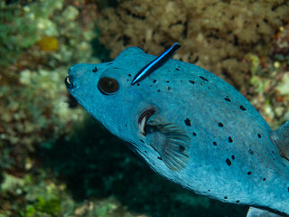 A blue spotted puffer fish swimming along with a wrasse.