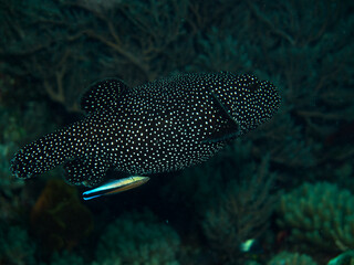 A puffer fish swimming along with a wrasse.