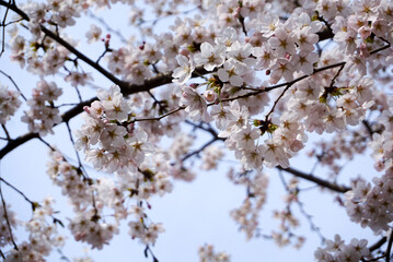 a cherry blossom tree