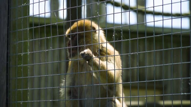slow motion of monkey that is acting like a human prisoner behind bars holding on to the cage thinking about life how to get out depressing stressful situation unnatural habitat exotic animal