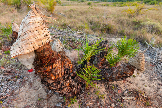 Senegal or Wild Date Palm (Phoenix reclinata) being tapped for the production of lala wine. Isimangaliso Wetland Park (Greater St Lucia Wetland Park). Manguzi. Maputaland. KwaZulu Natal. South Africa.