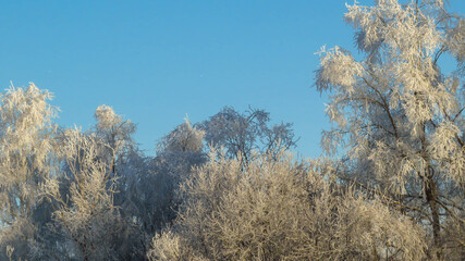 frozen trees on a sunny winter day