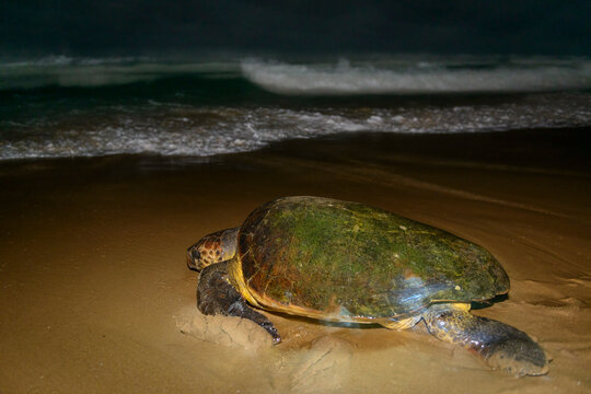 Loggerhead sea turtle (Caretta caretta) returing to sea after nesting on the beach. Thonga Beach Lodge. Mabibi. Maputaland.  KwaZulu Natal. South Africa