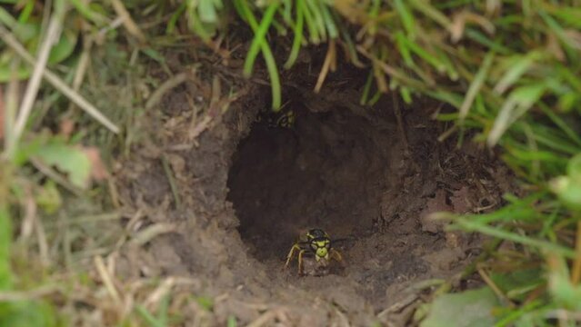 Wasp Cleaning Up Mudd From Underground Nest After a Rainy Day - Static Slow Motion