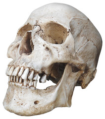 Fototapeta premium Human Skull isolated on transparent background