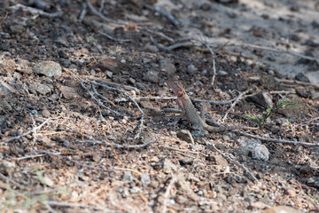 Lizard in his rocky habitat, he Hajar Mountains,  the United Arab Emirates