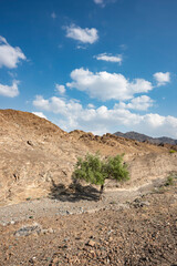 Tree in a dry riverbed in the Hajar Mountains with cloudy sky, United Arab Emirates, UAE