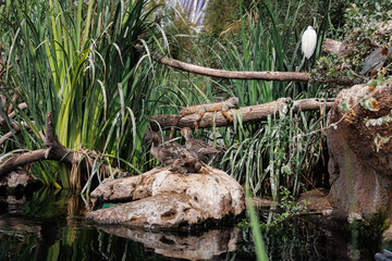 Iguana Camouflaged on the Trunk of a Tree Surrounded by Vegetation with other Animals