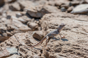 Lizard in his rocky habitat, the Hajar Mountains, United Arab Emirates