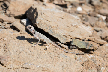 Lizard in his rocky habitat, the Hajar Mountains, United Arab Emirates