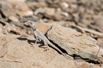Lizard in his rocky habitat, the Hajar Mountains, United Arab Emirates