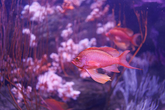 Pink Fishes and Corals inside a Big Blue Aquarium Tank