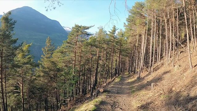 Mountain bike ride through a forest in the mountains. Tree trunks and conifers. POV cyclist