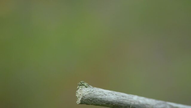 Red Vagrant darter (Sympetrum vulgatum) takes off and lands on a branch and cleans its eyes with its paws, close-up.