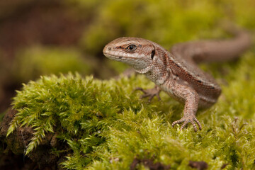 lizard on the grass