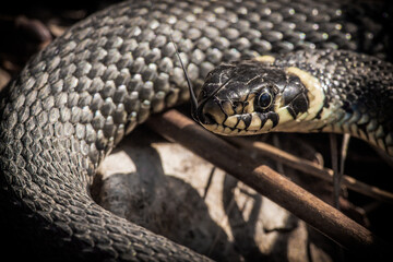 close up of a snake, grass snake