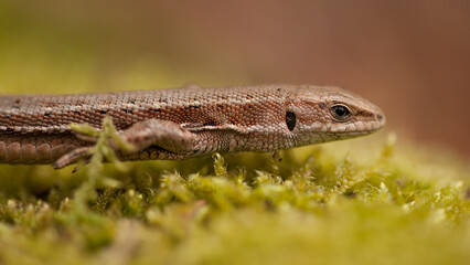 lizard on the moss