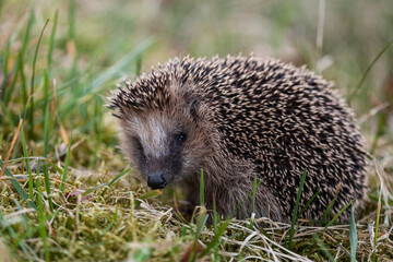 hedgehog in the grass