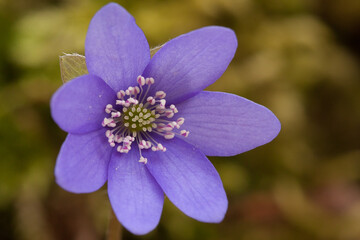 forget me not flower, common hepatica, liverwort, kidneywort, or pennywort, anemone hepatica