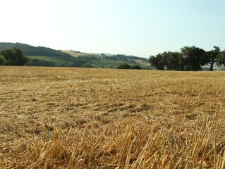 Mowed agriculture field outdoors on sunny day. Agricultural industry