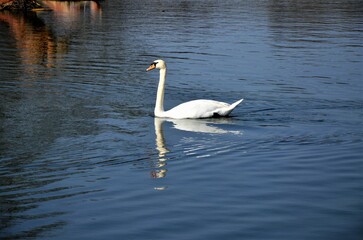 Versailles, France - White swans on a lake