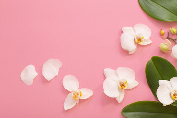 white orchid flowers on pink ackground