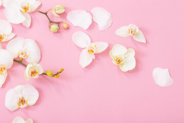 Naklejka na ściany i meble white orchid flowers on pink ackground
