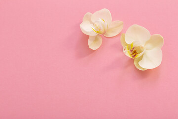Fototapeta na wymiar white orchid flowers on pink ackground
