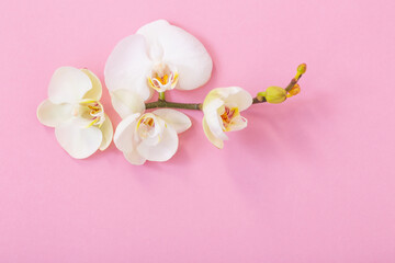 Obraz na płótnie Canvas white orchid flowers on pink ackground