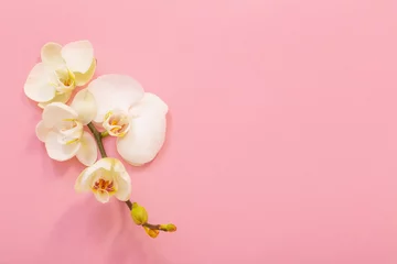 Fototapete white orchid flowers on pink ackground © Maya Kruchancova