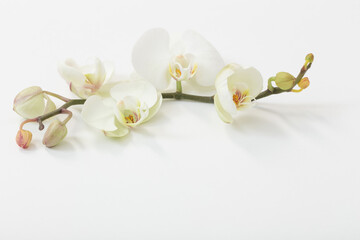 Naklejka na ściany i meble white orchid flowers on white background