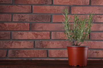 Obraz premium Aromatic green potted rosemary on wooden table near brick wall, space for text