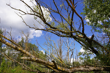 Tote Bäume im Moor - Dead trees in the bog