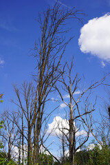Tote Bäume im Moor - Dead trees in the bog