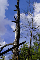 Tote Bäume im Moor - Dead trees in the bog