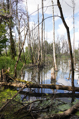 Tote Bäume im Moor - Dead trees in the bog