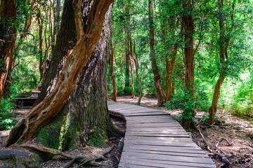 views of myrtle indigenous forest in bariloche, argentina
