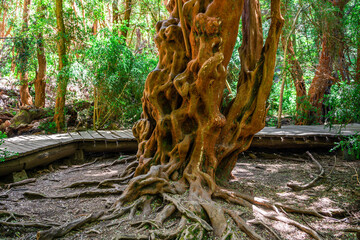 views of myrtle indigenous forest in bariloche, argentina