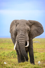 African bush elephant or African Elephant (Loxodonta africana) and cattle egret (Bubulcus ibis). Amboseli National Park. Kenya.